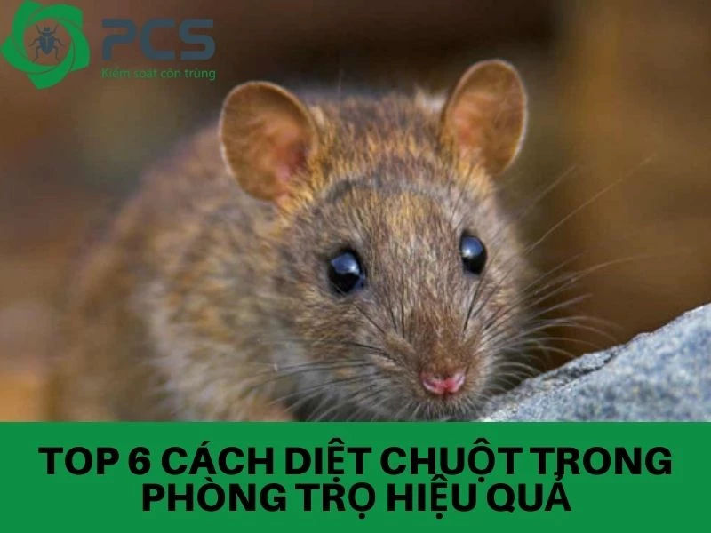 6 Cách diệt chuột trong phòng trọ hiệu quả, dễ làm