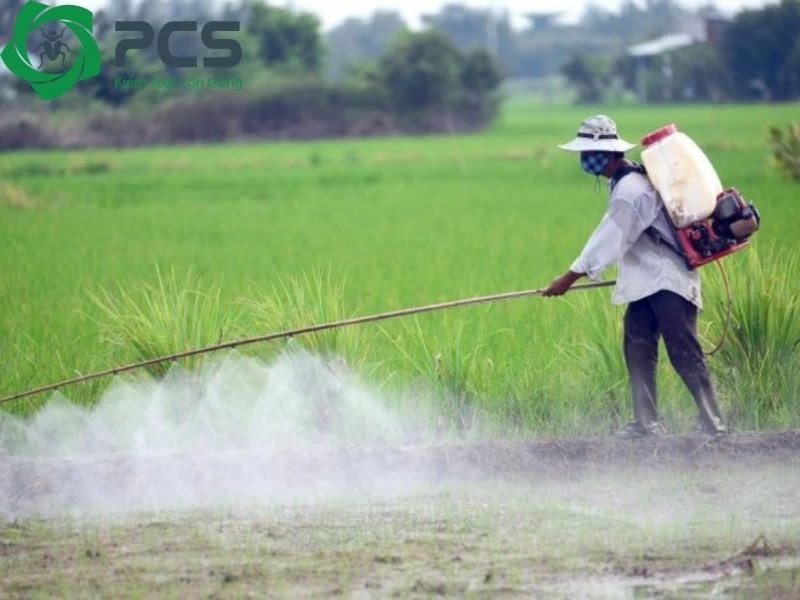 diệt chuột ngoài đồng