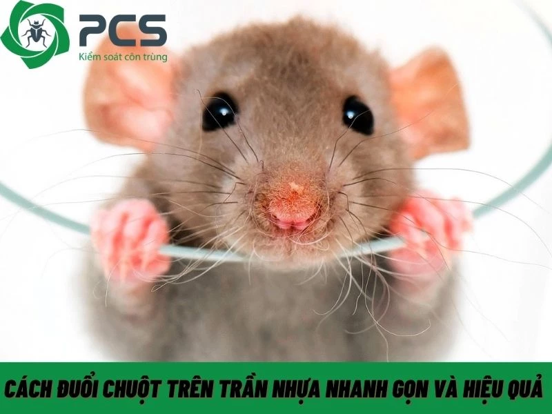 Cách đuổi chuột trên trần nhựa nhanh gọn và hiệu quả