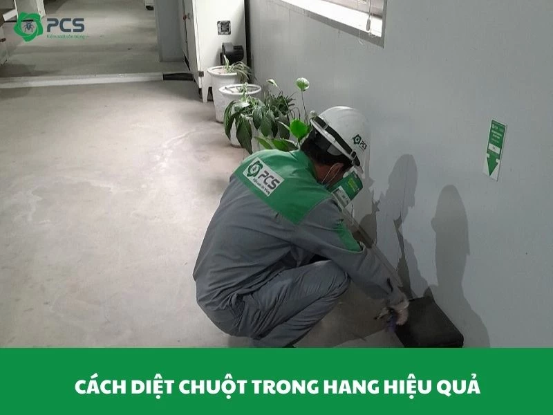 Cách diệt chuột trong hang vô cùng hiệu quả