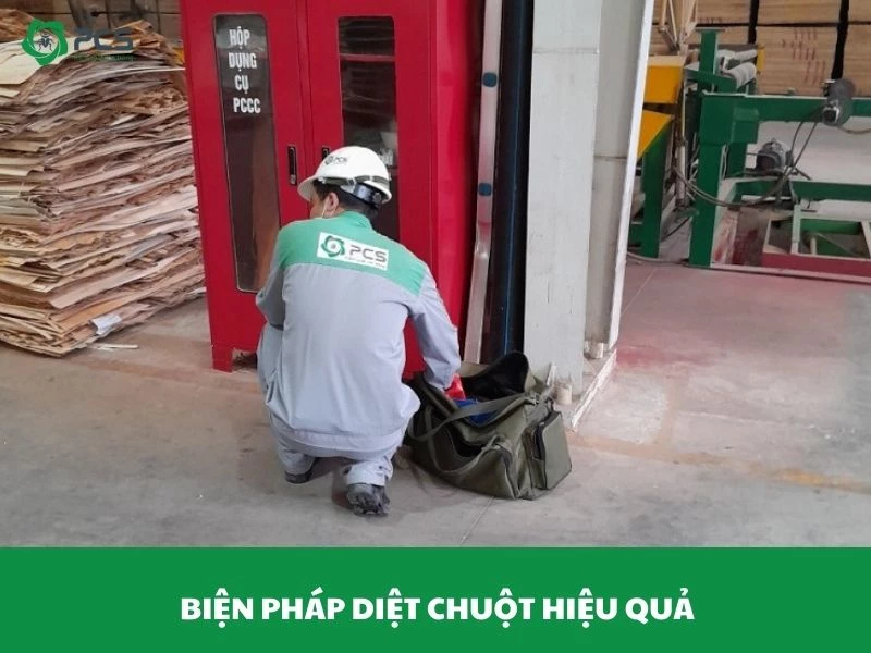 Biện pháp diệt chuột không phải ai cũng biết