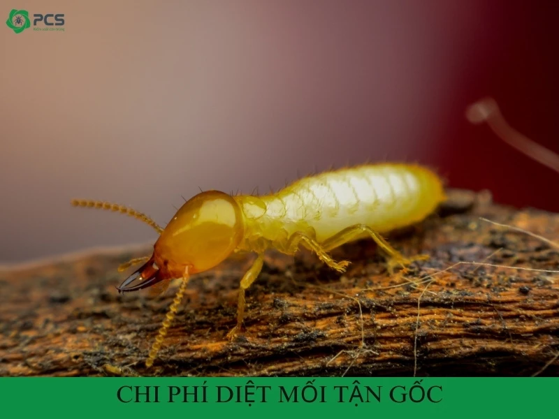 Chi phí diệt mối tận gốc giá bao nhiêu - Xem ngay!