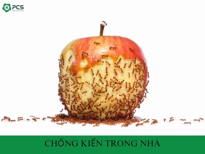 Cách chống kiến trong nhà vô cùng hiệu quả