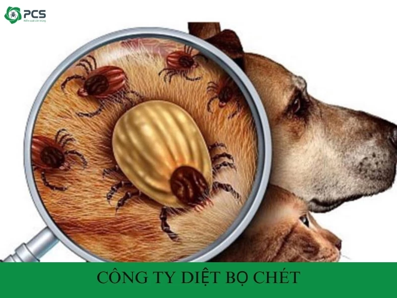 Công ty diệt bọ chét chuyên nghiệp, uy tín