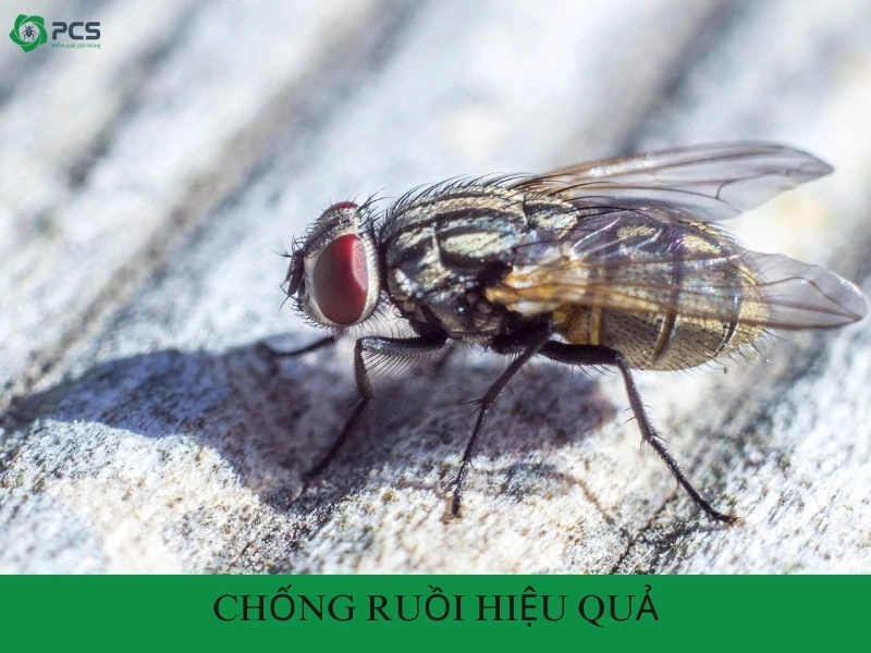 11 Cách chống ruồi hiệu quả và dễ làm tại nhà