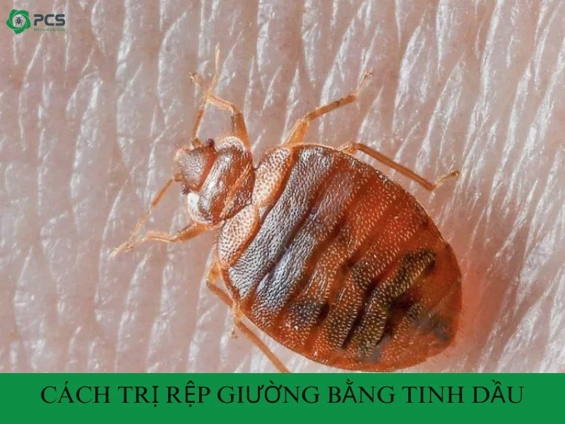 Hướng dẫn cách diệt rệp giường bằng tinh dầu