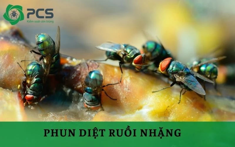 Hướng dẫn phun diệt ruồi nhặng hiệu quả và an toàn