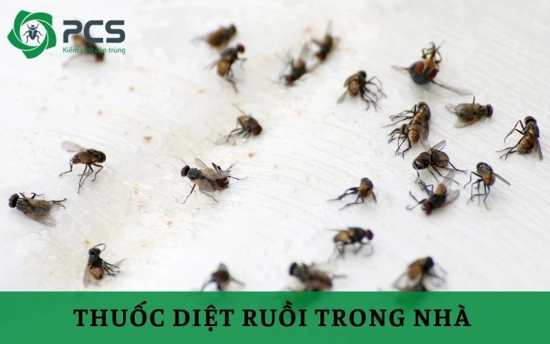 Cách lựa chọn thuốc diệt ruồi trong nhà an toàn & hiệu quả