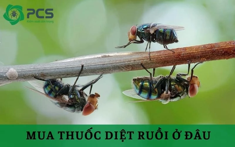 Mua thuốc diệt ruồi ở đâu an toàn và giá tốt?