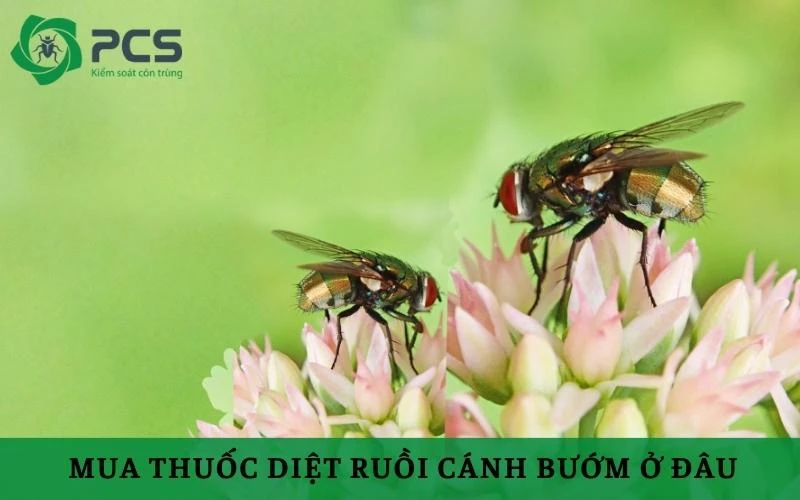 Mua thuốc diệt ruồi cánh bướm ở đâu?