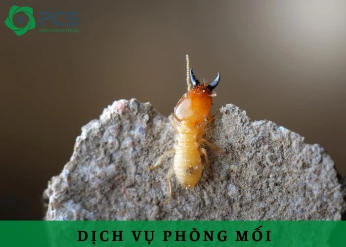 Dịch vụ phòng mối chuyện nghiệp, giá rẻ nhất