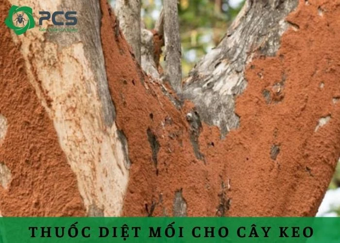 Tìm hiểu về cách sử dụng thuốc diệt mối cho cây keo