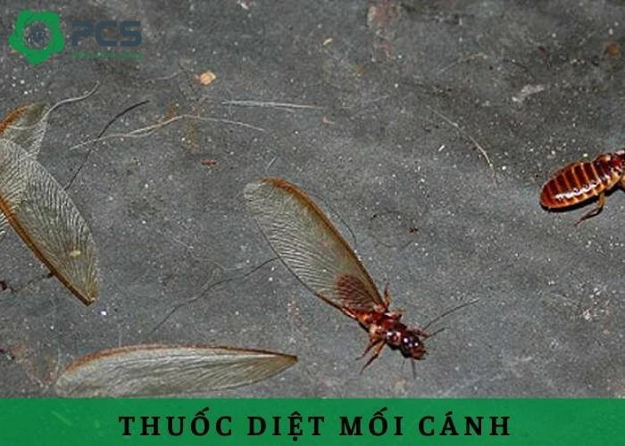 Thuốc diệt mối cánh và những điều cần lưu ý