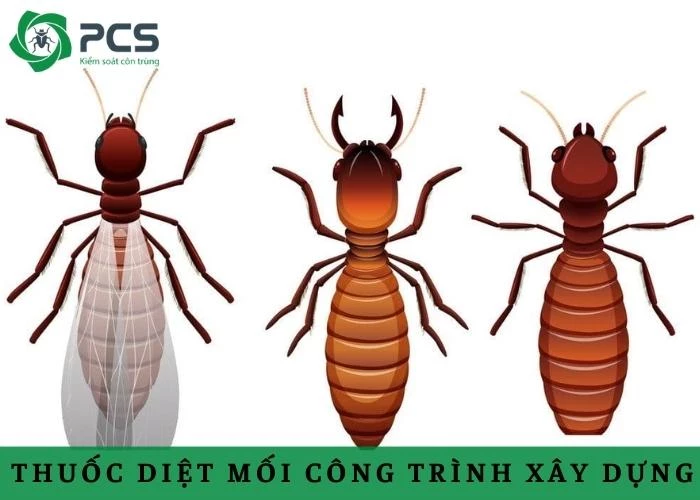 Hiệu quả của thuốc diệt mối công trình xây dựng