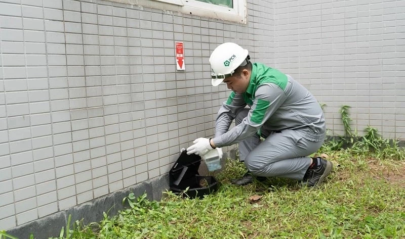 Dịch vụ diệt chuột tận gốc, hiệu quả, giá cực rẻ