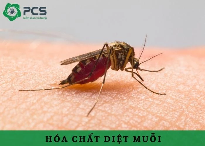 Hóa chất diệt muỗi là gì? Tìm hiểu ngay