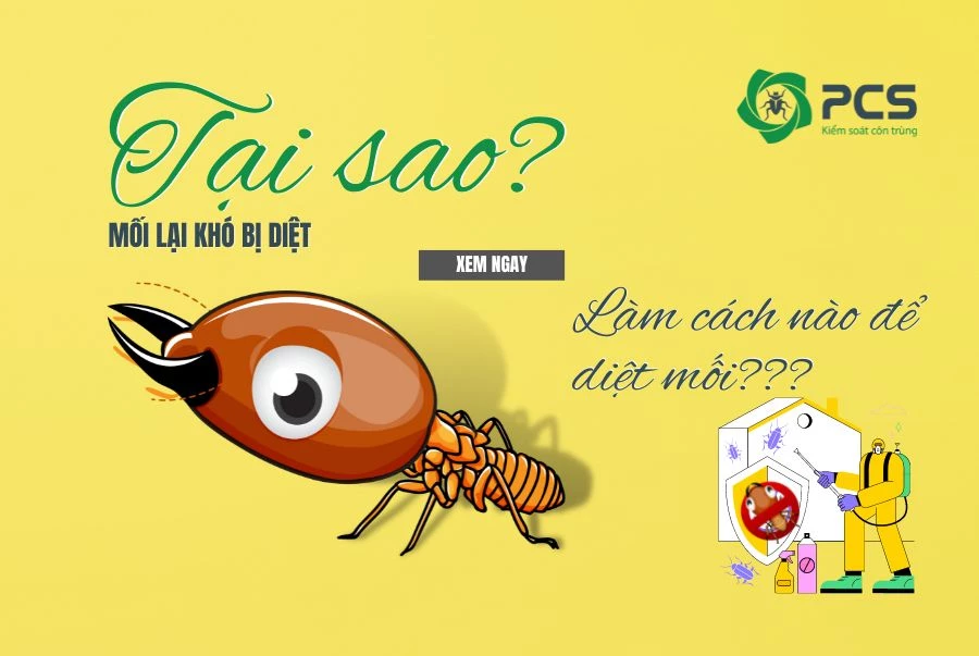 Tại sao diệt mối là khó khăn? Làm cách nào để loại bỏ chúng