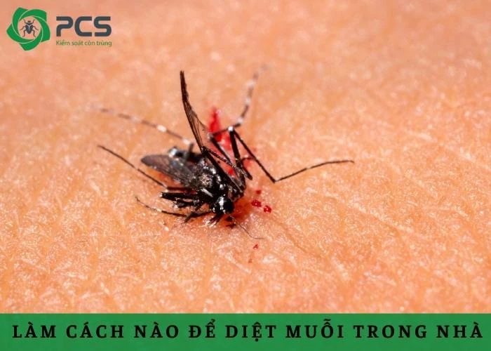 Hướng dẫn diệt muỗi trong nhà hiệu quả và an toàn