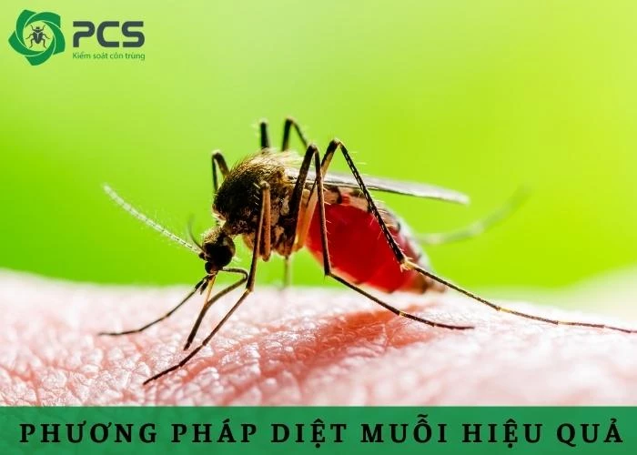 Phương pháp diệt muỗi hiệu quả để phòng bệnh sốt xuất huyết