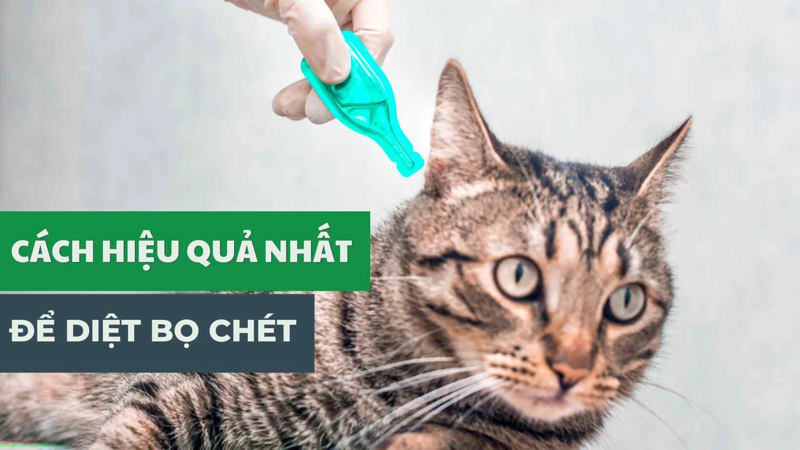 Cách hiệu quả nhất để diệt bọ chét trong nhà bạn