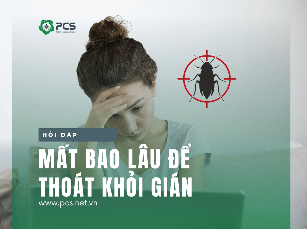 Mất bao lâu để loại bỏ gián hoàn toàn?