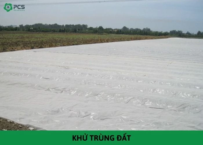 Khử trùng đất: Những điều bạn cần biết về khử trùng cho đất