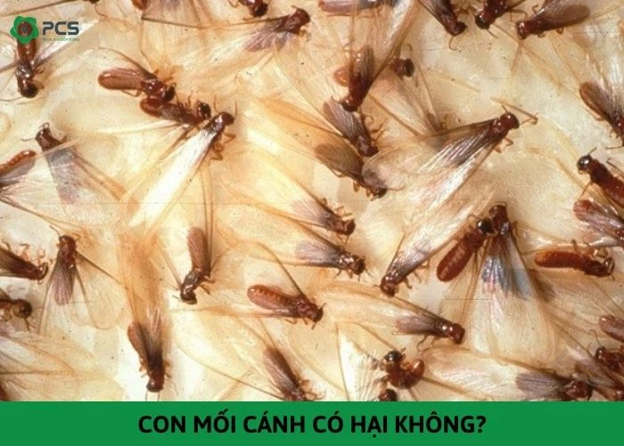 Con mối cánh có hại không? Cách diệt mối cánh hiệu quả