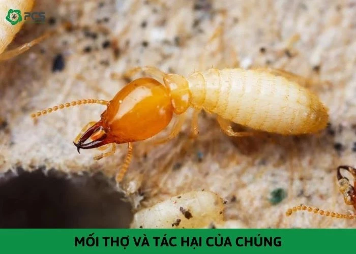 Mối thợ và những điều không phải ai cũng biết