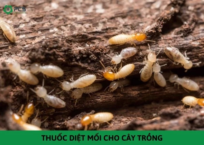 10 Loại thuốc diệt mối cho cây trồng hiệu quả