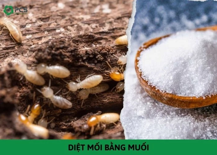 Diệt mối bằng muối và những điều cần biết