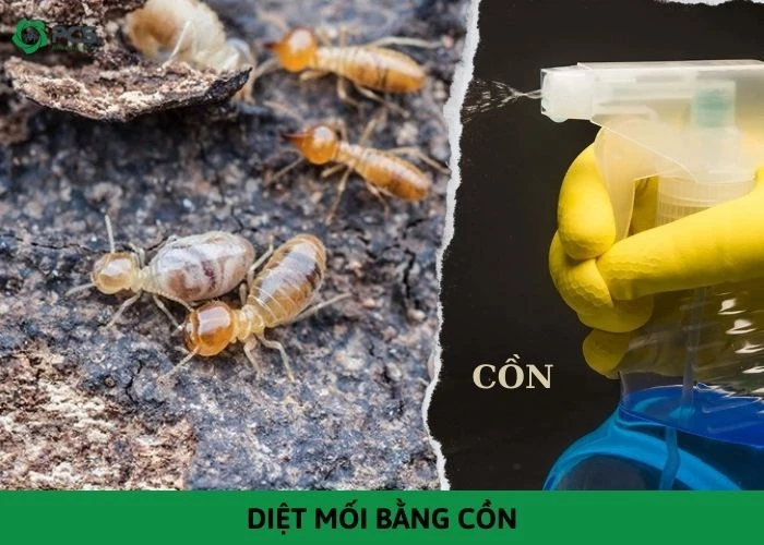 Hướng dẫn diệt mối bằng cồn đơn giản và an toàn tại nhà