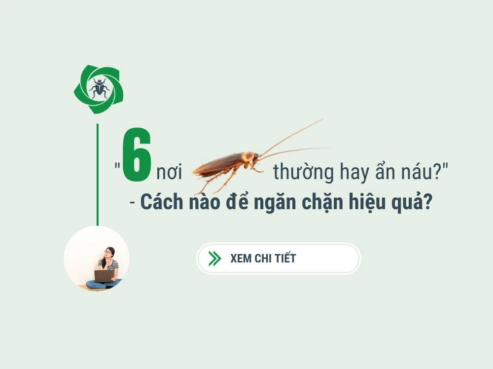 6 Nơi gián trú ẩn trong nhà của bạn, xem ngay