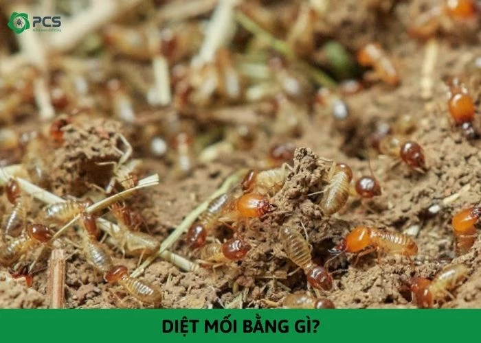 Diệt mối bằng gì? Phương pháp diệt mối đơn giản và nhanh chóng