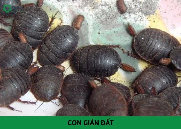 Con gián đất và những điều bạn cần biết