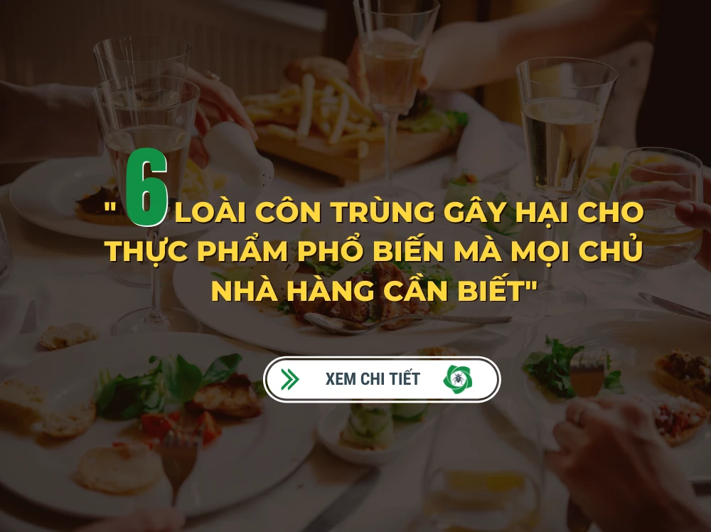 6 Loài côn trùng gây hại phổ biến mà mọi chủ nhà hàng cần biết