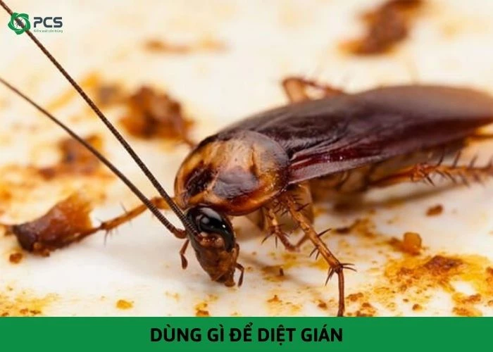 Dùng gì để diệt gián? Hướng dẫn chi tiết cách làm