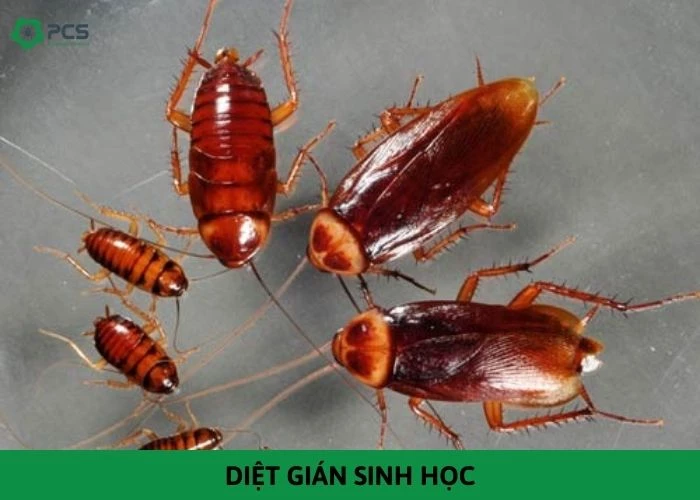 Diệt gián sinh học: Giải pháp tự nhiên và hiệu quả