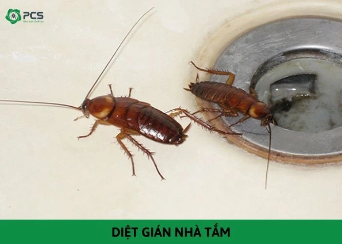 Hướng dẫn diệt gián nhà tắm hiệu quả