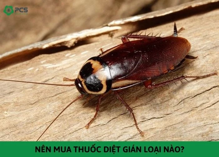 Nên mua thuốc diệt gián loại nào?