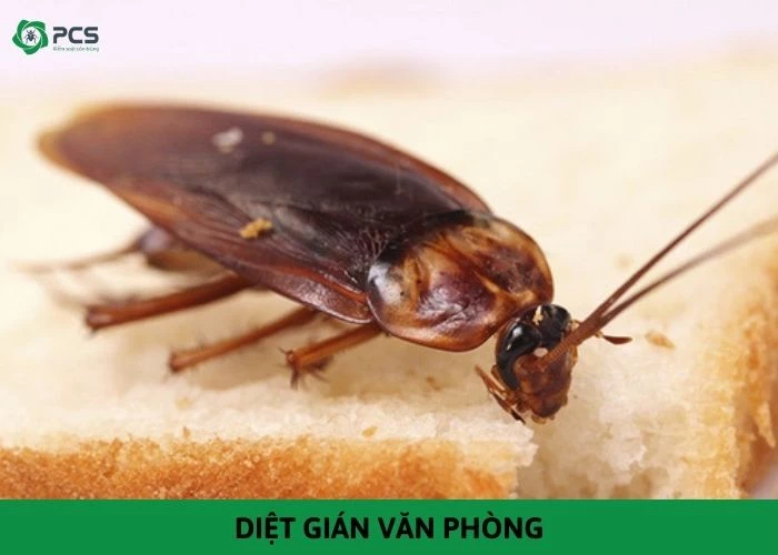 Hướng dẫn diệt gián văn phòng hiệu quả & dễ làm