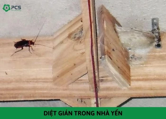 Tổng hợp các cách diệt gián trong nhà yến hiệu quả