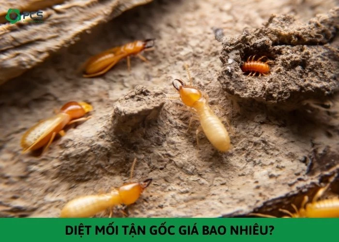 Diệt mối tận gốc giá bao nhiêu?