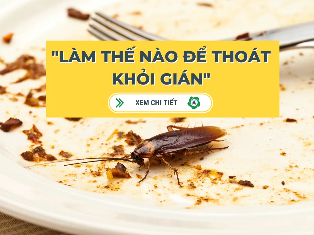 Làm thế nào để thoát khỏi gián?