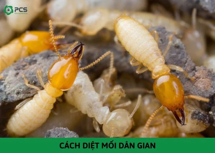 Tổng hợp các cách diệt mối dân gian cực kỳ hiệu quả