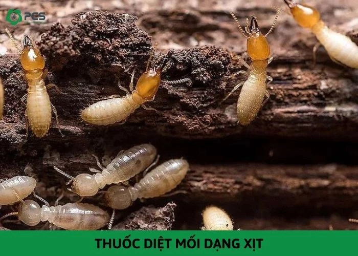 Tổng hợp thuốc diệt mối dạng xịt tốt nhất hiện nay