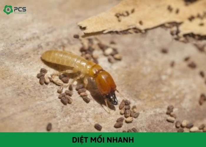 10 Cách diệt mối nhanh tại nhà hiệu quả & an toàn