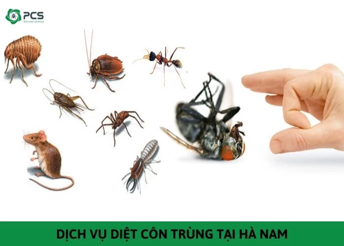 Dịch vụ diệt côn trùng tại Hà Nam: Báo giá chi tiết