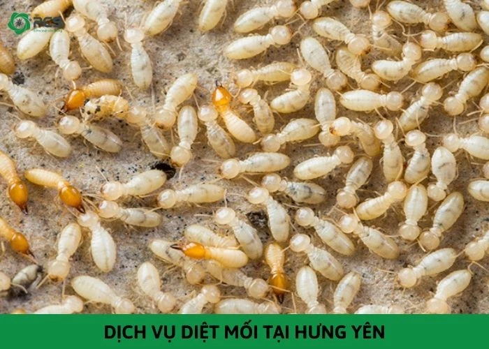 Dịch vụ diệt mối tại Hưng Yên - Cam kết diệt sạch 100%