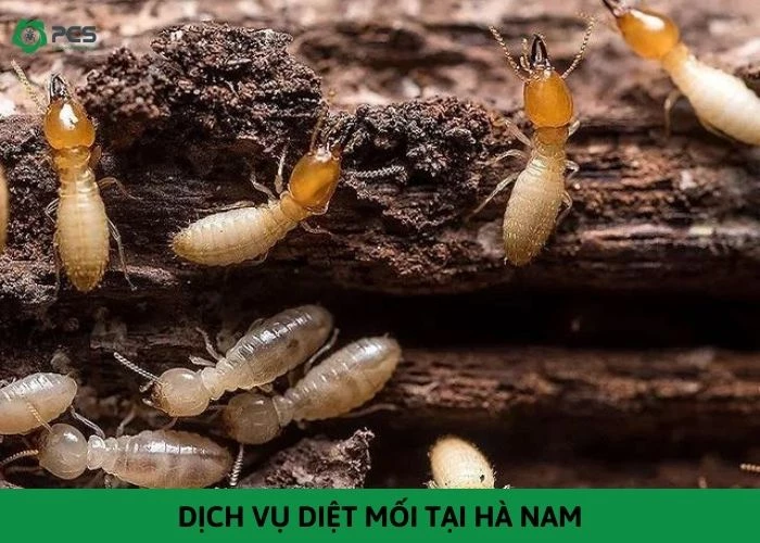 Dịch vụ diệt mối tại Hà Nam - Diệt tận gốc, hết mối mới nhận tiền