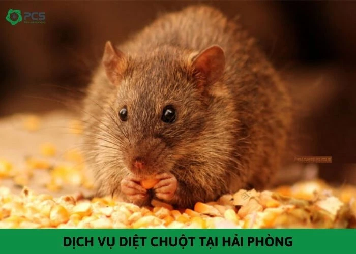 Dịch vụ diệt chuột tại Hải Phòng - Triệt để 100%